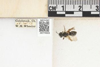 Media type: image;   Entomology 774023 Aspect: Labels